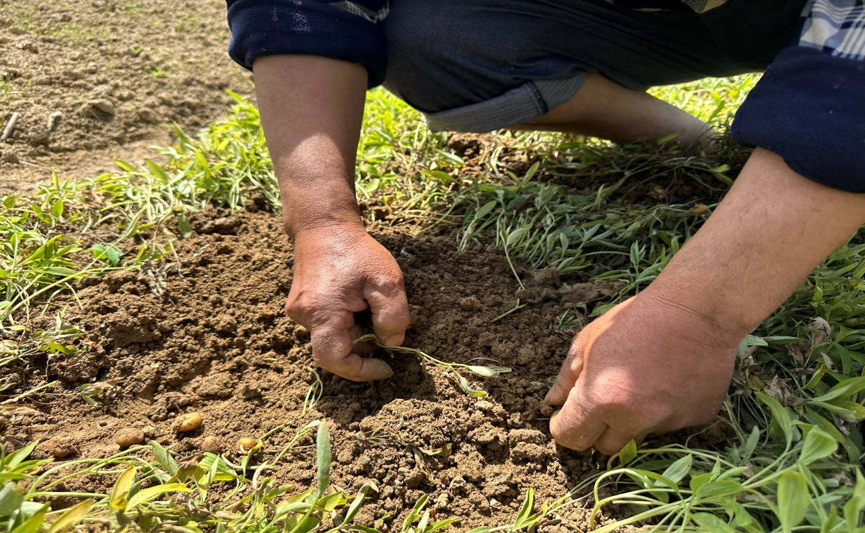 SCIGROUND Biotechnology Planting base SCIGROUND Biotechnology Planting base